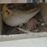 عروس و کوتوله مولد