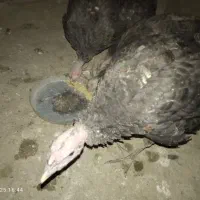 جوجه بوقلمون|حیوانات مزرعه|گلمکان, |دیوار