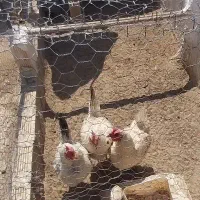 مرغ تخم گذار