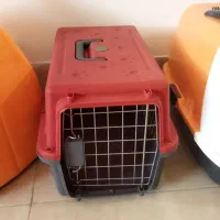 گربه|لوازم جانبی حیوانات|شیراز, شهرک بزین|دیوار