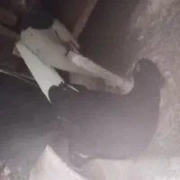 گمشده در محدود رئیسی|حیوانات|مشهد, عامل|دیوار