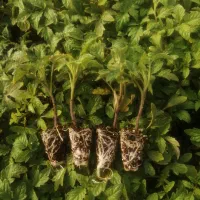 تولید تخصصی نشاء صیفی‌جات با بذر شما