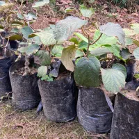 نهال کیوی هایوارد|خدمات باغبانی و درختکاری|عباسآباد, |دیوار