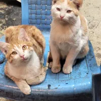 واگذاری گربه نارنجی خوشگل و با نمک|گربه|تهران, مسعودیه|دیوار