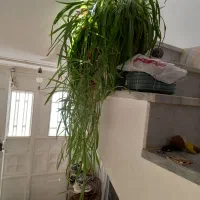 گل طبیعی|گل و گیاه طبیعی|قروه, |دیوار