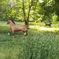 اسب|اسب و تجهیزات اسب‌سواری|نهاوند, |دیوار