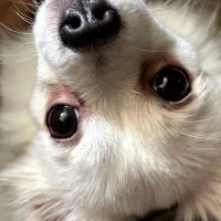 واگذاری سگ|سگ|بندرعباس, |دیوار