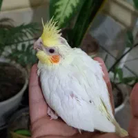 جوجه عروس هلندی|پرنده|اهواز, کیانشهر|دیوار