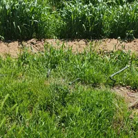 از 500 متر تا 1000 هکتار|فروش زمین و ملک کلنگی|هشتگرد, مدرس|دیوار