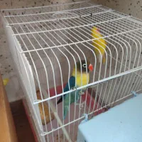 طوطی برزیلی نر ماده|پرنده|اردبیل, |دیوار