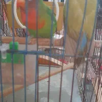 یه جفت طوطی بریزیلی|پرنده|تنکابن, |دیوار