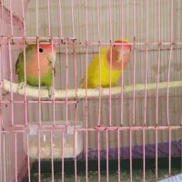 پرنده طوطی برزیلی و عروس هلندی