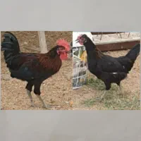 مرغ وخروس محلی