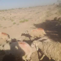 بره|حیوانات مزرعه|زرند, |دیوار