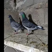 یک جفت پلاکی اصیل راهکش