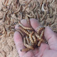 میلورم و سوپرورم آموزش و تجهیزات و تولیدات|خزنده|خمینیشهر, |دیوار