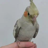 معاوضه با حیوانات مزرعه|پرنده|رشت, حومه رشت|دیوار