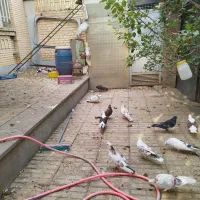 فروش تعدادی کبوتر رنگ وپرش وسالم به فروش میرسد|پرنده|مهاجران, |دیوار