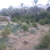 فروش ۱۵۰۰۰ متر (زمین) باغشهری پشت پیمانیه (سنددار)|فروش خانه و ویلا|جهرم, |دیوار