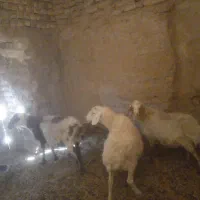 چبش پاکستانی|حیوانات مزرعه|سده (خراسان جنوبی), |دیوار