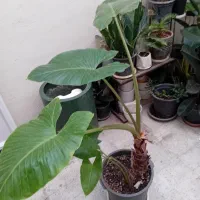 بابا آدم|گل و گیاه طبیعی|اندیشه, اندیشه فاز ۱|دیوار