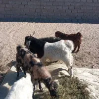 چپش چاق اصل نصب دار شهرستان ریگان