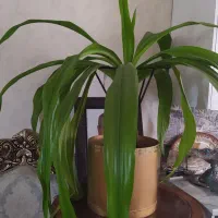 گل اشک ملکه