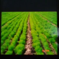 کارگر ساده روزی۸۰۰تومن