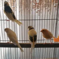 قناری نر|پرنده|پیر بکران, |دیوار