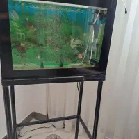 فروش اکواریوم با تمام لوزام|ماهی|شیروان (خراسان), |دیوار