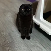 گربه اسکاتیش مشکی