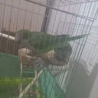 طوطی راهب جفت مولد