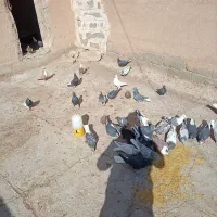 سوردمسفید زاغ دم سفید