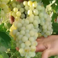 انگور فخری درجه یک