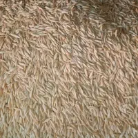 جو دیم بذری کیلوی ۶۰