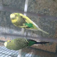 مرغ عشق نر|پرنده|شیراز, کوشک میدان|دیوار