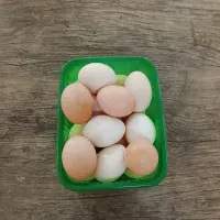 تخم مرغ محلی نطفه دار