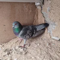 کبوتر تیدی و چاپی ماده|پرنده|شیراز, آبیاری|دیوار