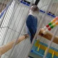 طوطی برزیلی