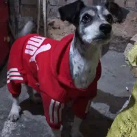 واگذاری سگ شیتزوتریر|سگ|مشهد, حسینآباد|دیوار