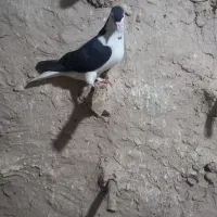 کبوتر|پرنده|چناران, |دیوار
