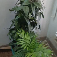 گل آپارتمانی