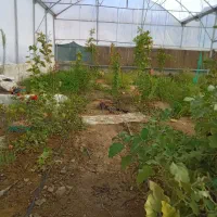 سازه گلخانه|ماشینآلات صنعتی|آشخانه, |دیوار