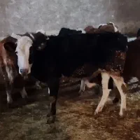 گوساله سمینتال|حیوانات مزرعه|دهگلان, |دیوار