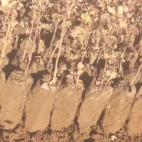 نهال پسته گلبری و فله‌ای