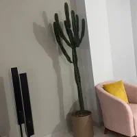 گل کاکتوس همراه با گلدان