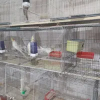 فروش جفتهای عروس هلندی یک سالن