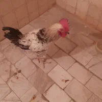 خروس جوان ، خوش هیکل|حیوانات مزرعه|تهران, جیحون|دیوار