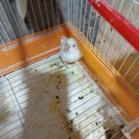 سلام یک عدد کوتوله سفید ماده چشم قرمز بفروش میرسد