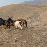 فروش تعدادی بز|حیوانات مزرعه|هشتگرد, شهرک بعثت|دیوار
